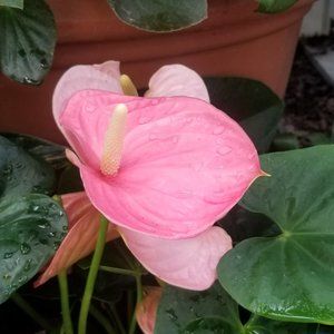 Meet your Posher, Rhonda